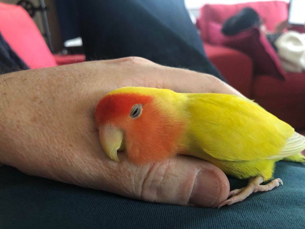 Lovebird (Qeela) sleeping in my hand