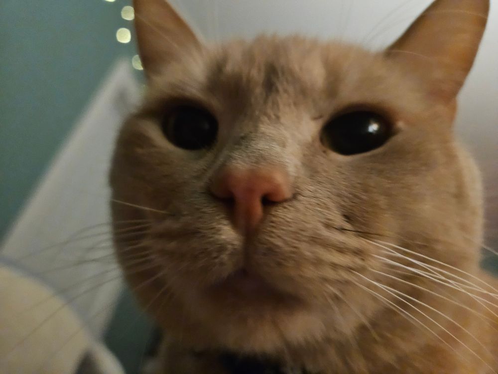 A very close-up and slightly blurry photo of an orange tabby cat. His face takes up almost the entire frame, and he's looking directly at the camera