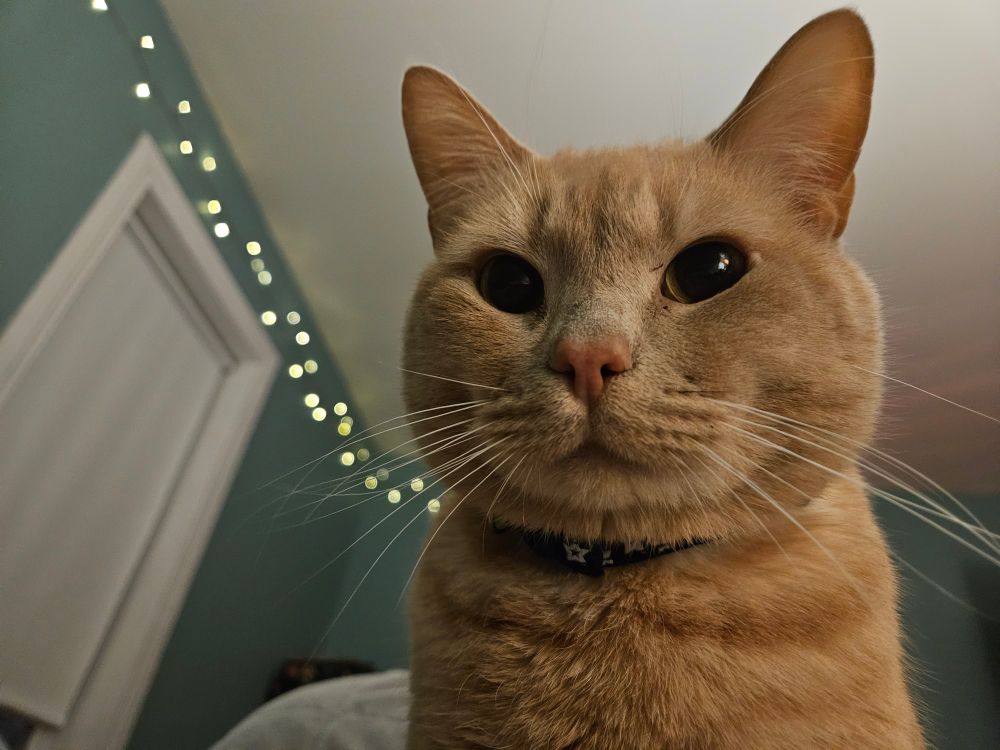 an orange cat looking down at the camera, behind him is a green wall with fairy lights