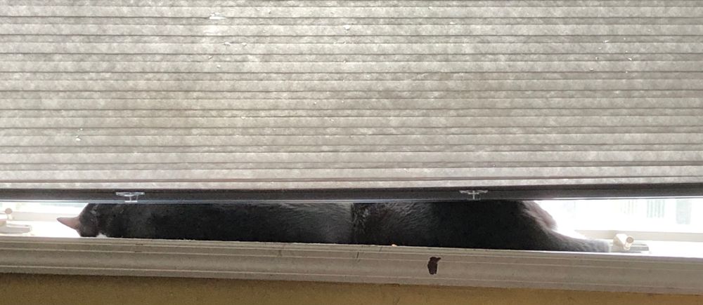 Figaro and Fiyero are both sprawled on the windowsill seemingly attached to each other creating one long cat.