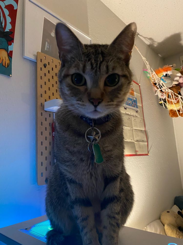 Cat staring down at camera 