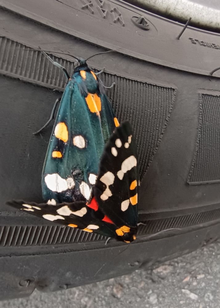 Two Scarlet Tiger moths, iridescent black with red, orange and white spots, on a car tyre 