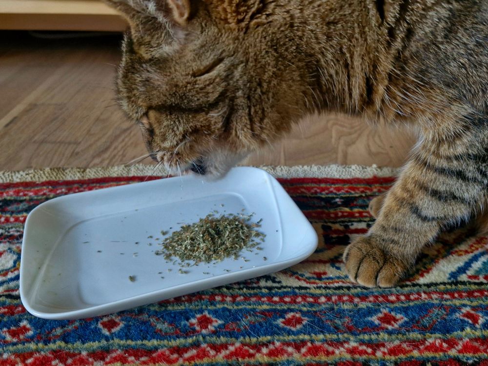 Katt äter grönt malet plantmaterial från vitt fyrkantigt porslinsfat