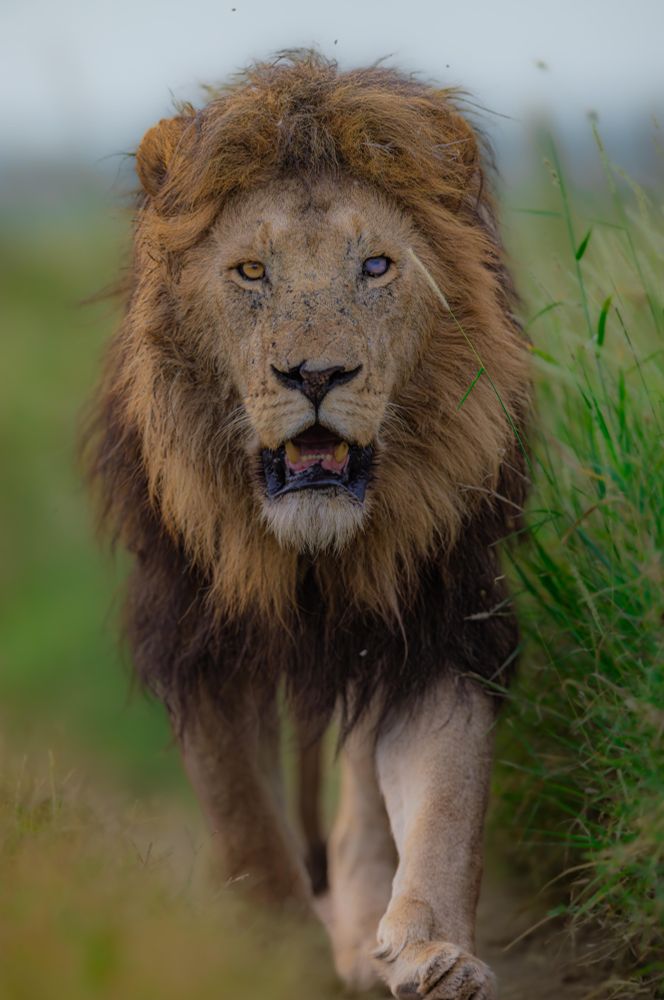 Tanzanian lion in the Namiri plains of east Africa.