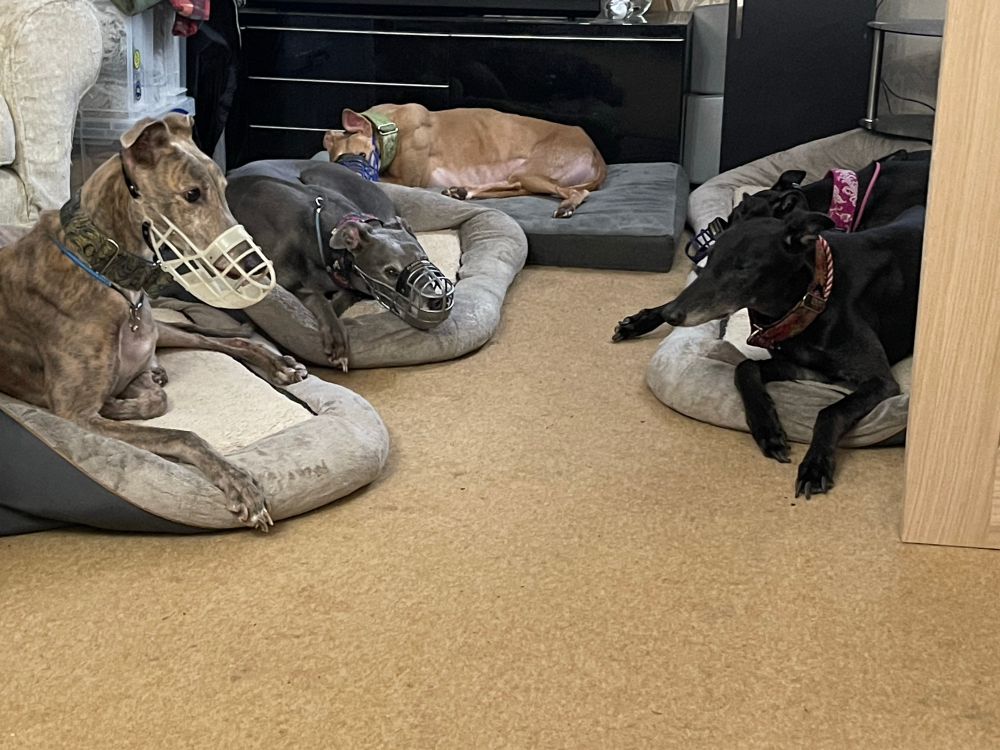 Greyhounds wearing muzzles (except one who is not.