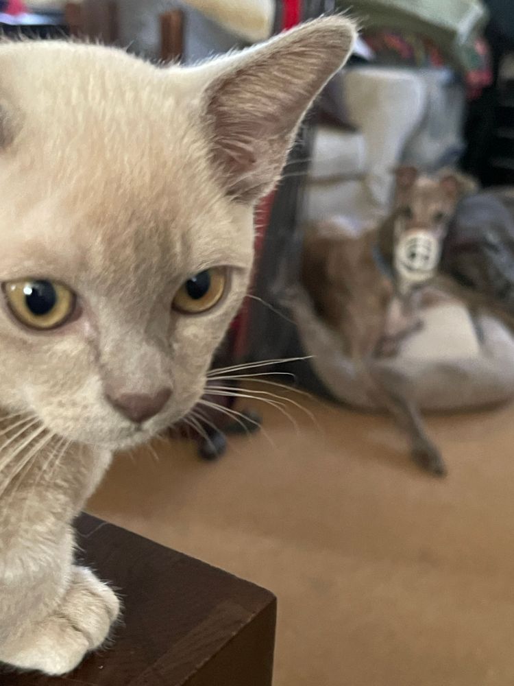 Close up of kitten face with out-of-focus greyhound in background wearing a muzzle.