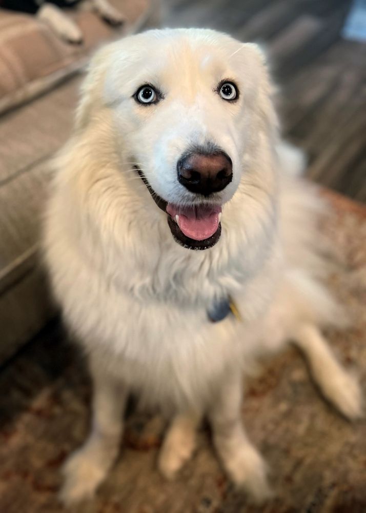 Fluffy white dog sitting and looking upward