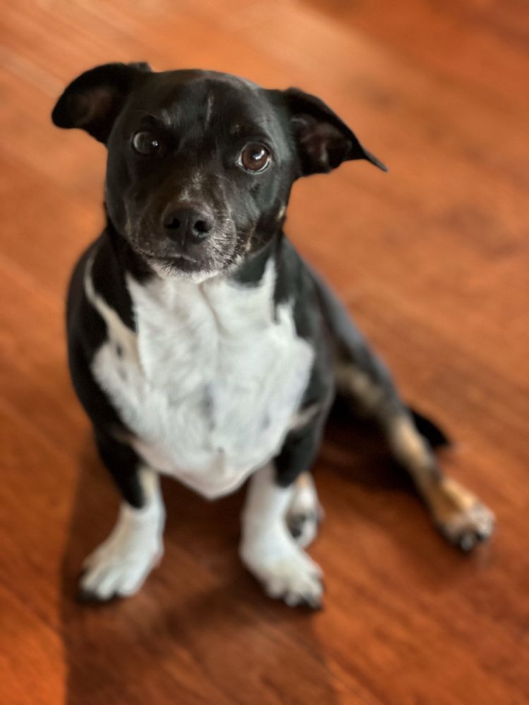 Dog sitting on a wood floor, looking at the camera.