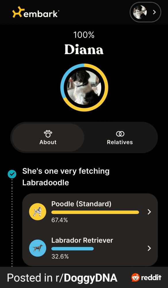 Embark DNA results showing that the dog is 67.4% standard poodle and 32.6% labrador 