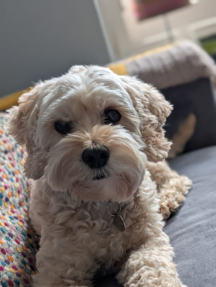 Twiglet the blonde cockapoo lounging on a grey velvet sofa and looking at the camera