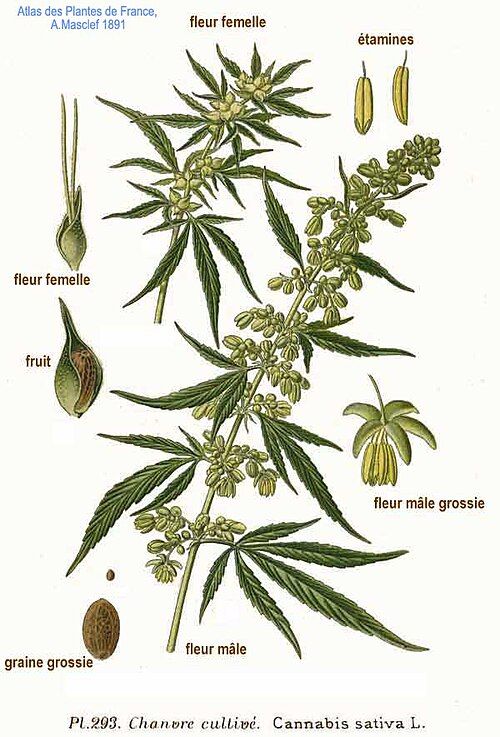 Das Foto in einer Zeichnung die Einzelteile der Cannabis sativa L.
Foto von: Von Amédée Masclef - Atlas des plantes de France. 1891, Gemeinfrei, https://commons.wikimedia.org/w/index.php?curid=5771449
Foto und Textauszüge aus: https://de.wikipedia.org/wiki/Hanf