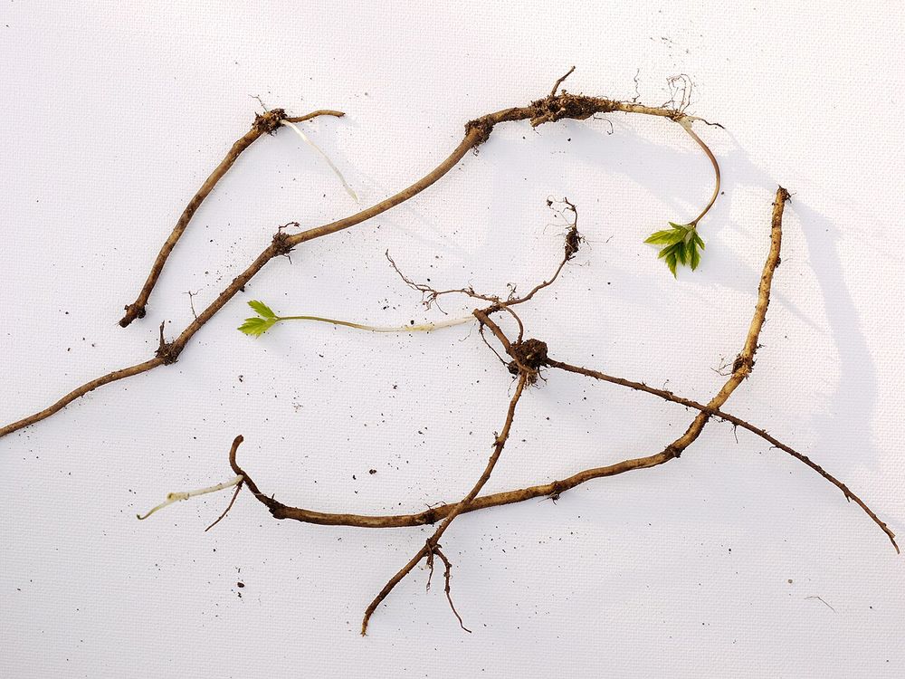 Das Foto zeigt Rhizome mit Neuaustrieben.
in Rhizom ist eine unterirdisch wachsende, verdickte Sprossachse vieler Pflanzen. Es dient der Speicherung von Nährstoffen und Wasser und ermöglicht die vegetative Vermehrung, also die Bildung neuer Pflanzen aus Teilen der Mutterpflanze. Weitere bekannte Beispiele für Pflanzen mit Rhizomen sind Ingwer, Maiglöckchen und Schwertlilien.
Foto von: Von Drahkrub. Attribution must include the URL http://de.wikipedia.org/wiki/Benutzer:Drahkrub. - Eigenes Werk, CC BY-SA 4.0, https://commons.wikimedia.org/w/index.php?curid=36561552
Foto und Textauszug aus: https://de.wikipedia.org/wiki/Giersch