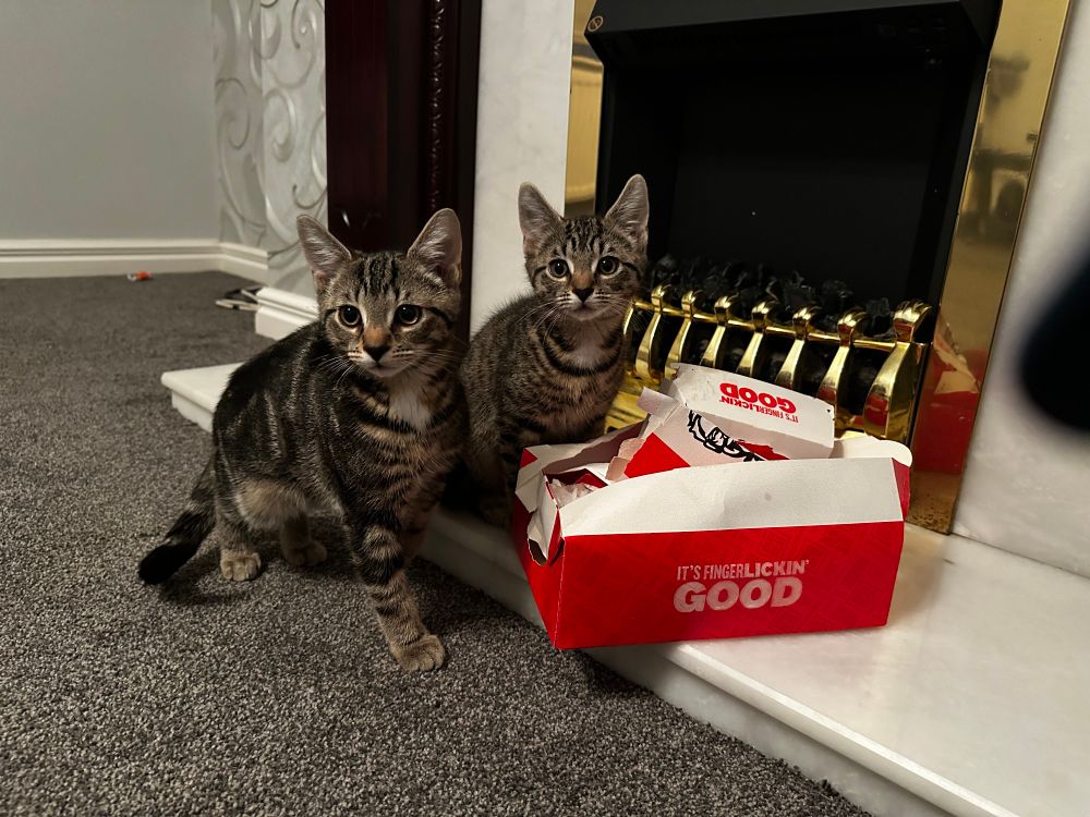 George and Gemma two tabby cats, when they were kittens. Sitting next to a KFC box. On the fireplace. 