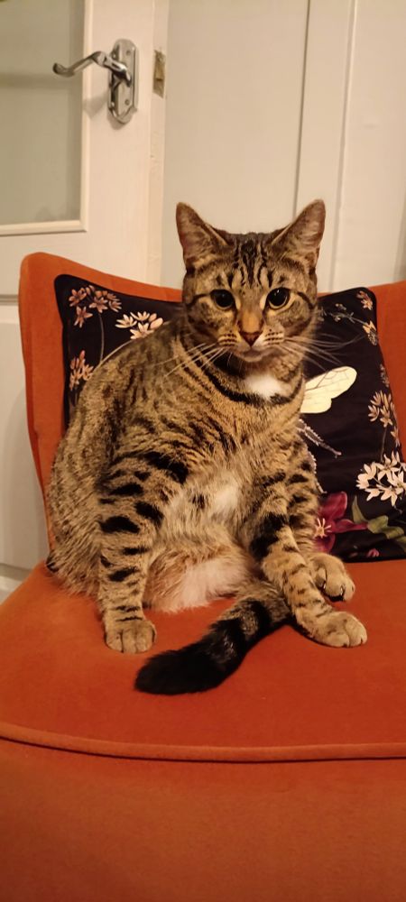 Gemma, Tabby cat sitting on a plush orange chair with a black cushion behind her which has a bee in the centre, surrounded by flowers. Gemma is sitting up right looking at the camera. 