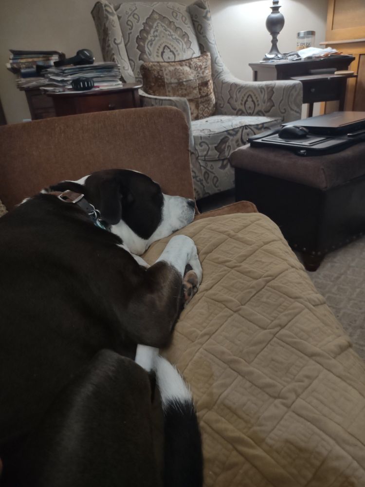 Black & white pitbull sleeping on a loveseat 