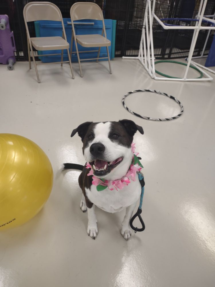 Black & white pitbull with the classic pittie smile. He is wearing a lei of pink flowers.