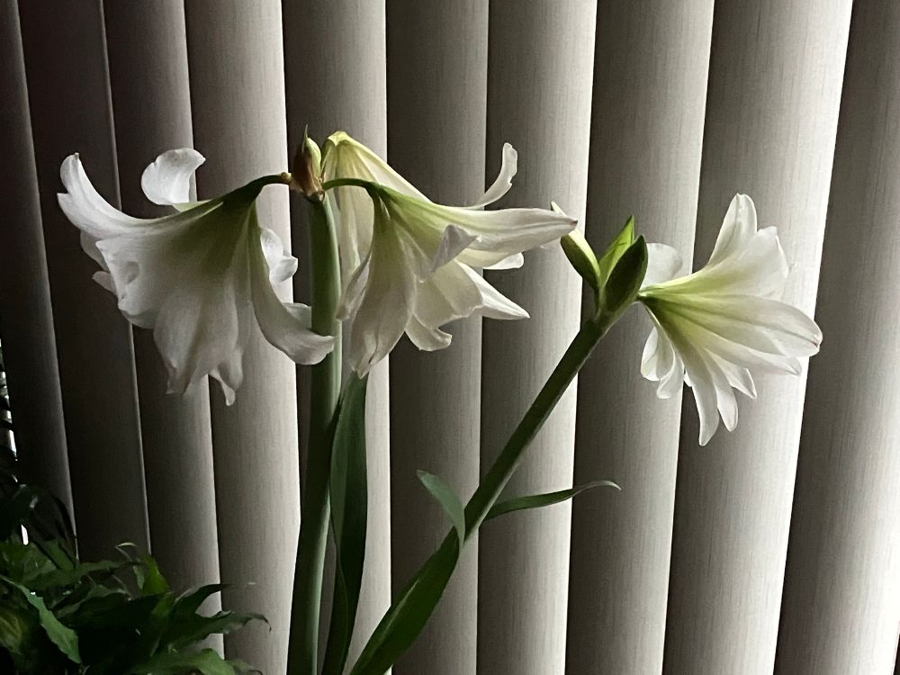 White Amaryllis flowers in front of window shade