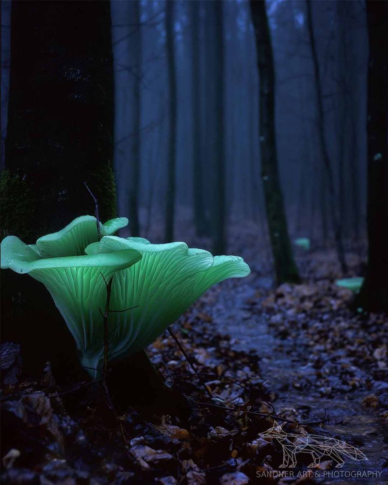 A glowing green ghost mushroom at the base of a dark tree in a misty forest. The bioluminescent fungi emits an eerie, soft light that contrasts with the deep blue and brown tones of the night woods. Fallen leaves scatter the forest floor, and a narrow muddy trail leads deeper into the shadowy trees under faint moonlight.