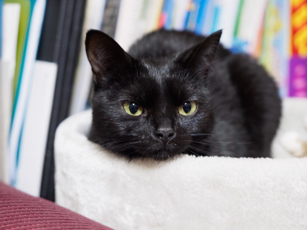The same extremely small cat looking at the camera while bread boxing on top of a small cat tower.