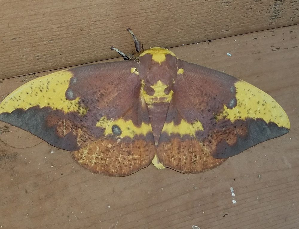 Brown and yellow moth on tan wood.