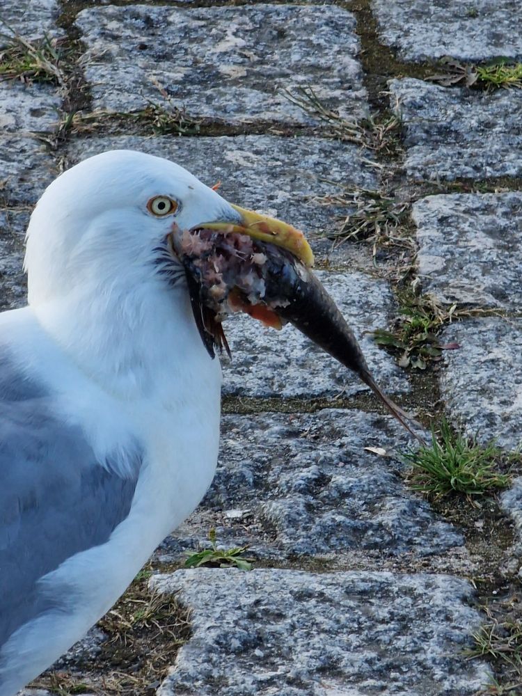 Möwe hält gierig einen toten Fisch im Schnabel.