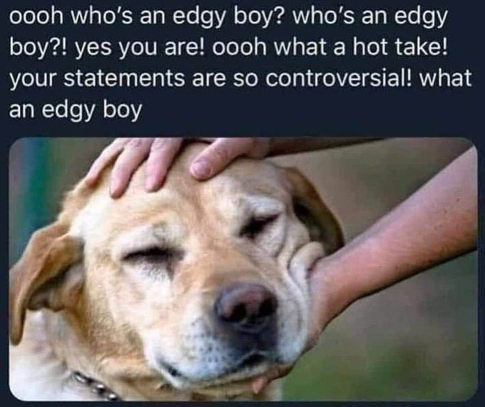 A happy golden Labrador with two hands stroking its head. Text reads: “oooh who's an edgy boy? who's an edgy boy?! yes you are! oooh what a hot take! your statements are so controversial! what an edgy boy”