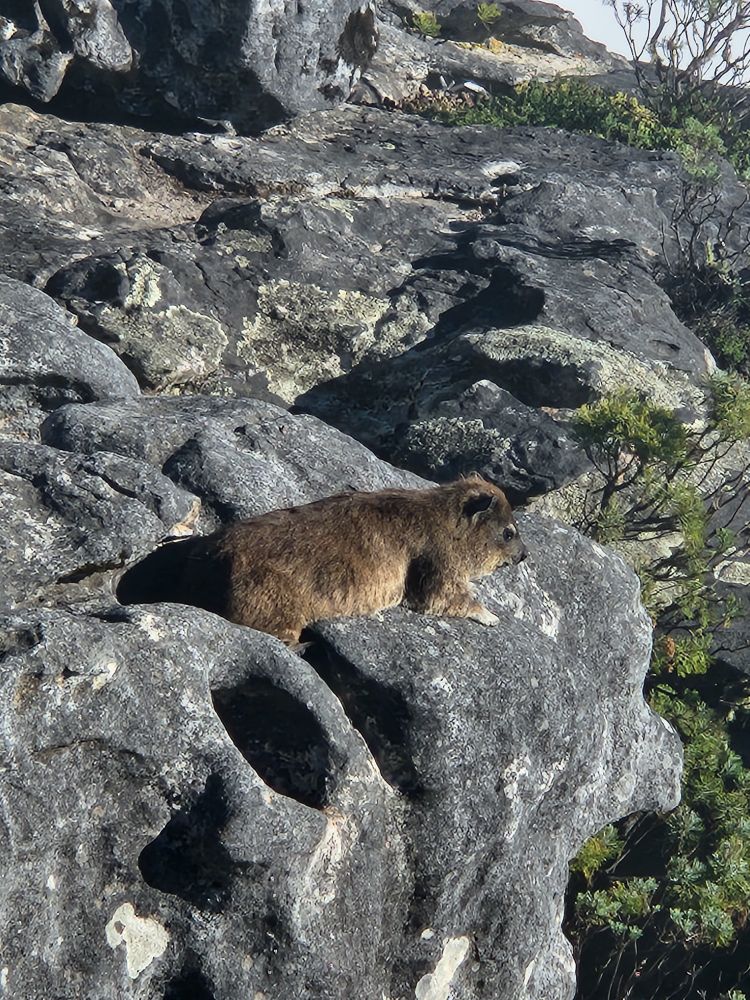 Dassie, or rock hyrax, basking in the sun on a rocky outcrop 