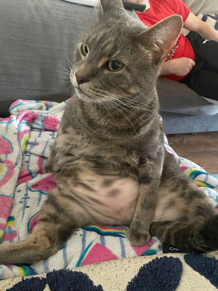 Brown cat with his fat tum tum flopped out with outstretched hid legs in an upright seated position on blanket covered in pink watermelons
