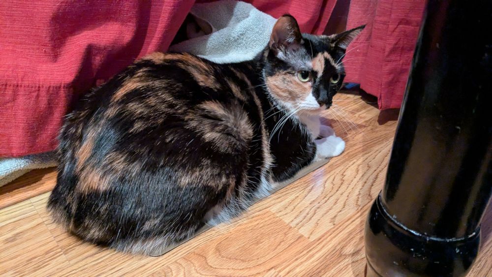 Tortoiseshell cat sitting on heating vent
