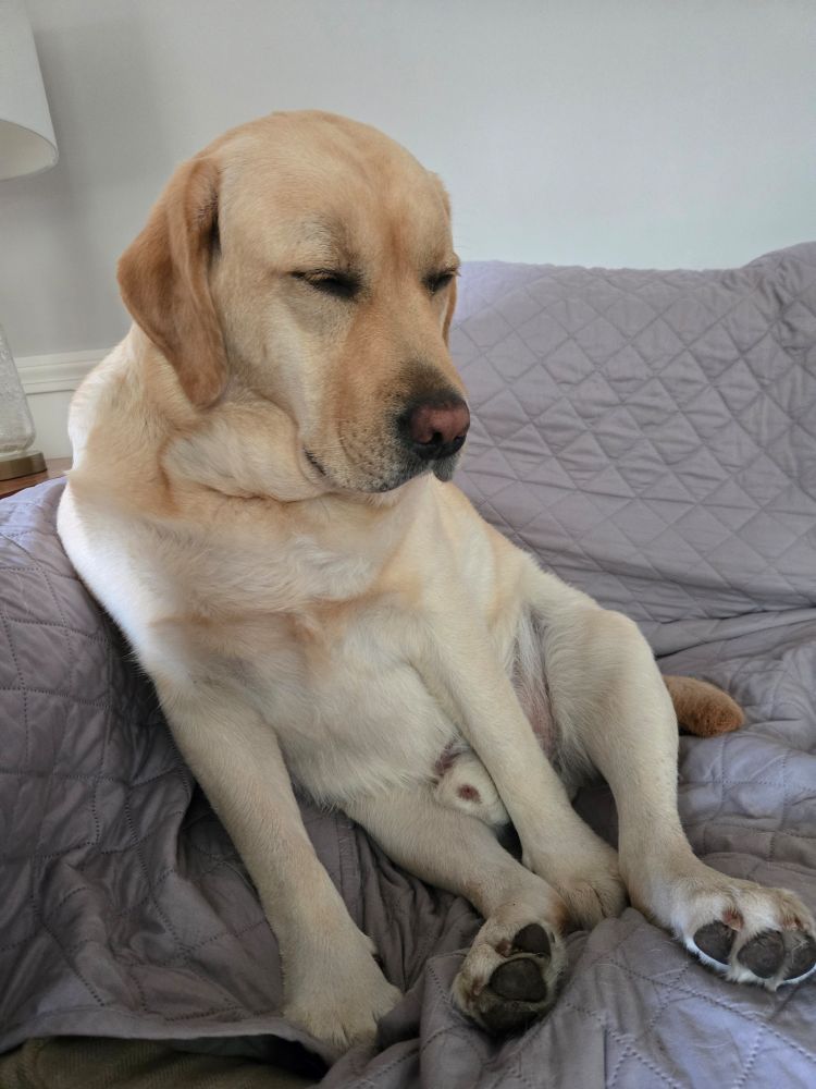 A yellow lab sitting awkwardly on a couch and he is half asleep