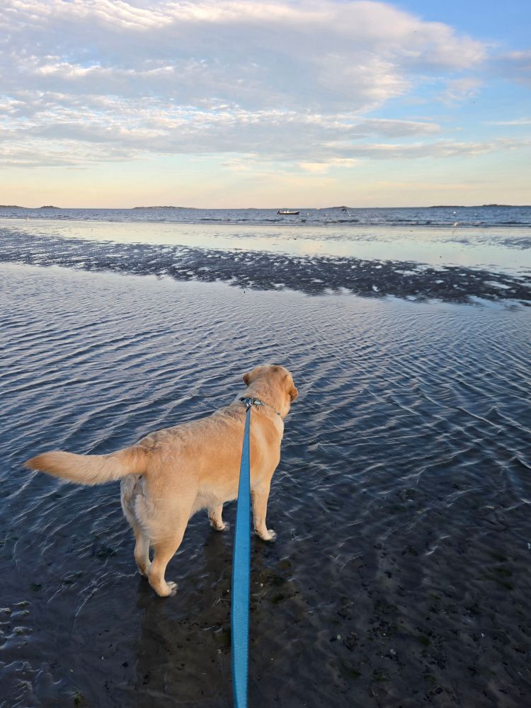 A yellow lab on a leash stands in shallow water at a beach while looking out at the ocean