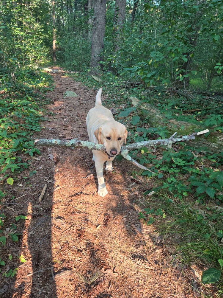 A yellow lab in the woods with a branch in his mouth