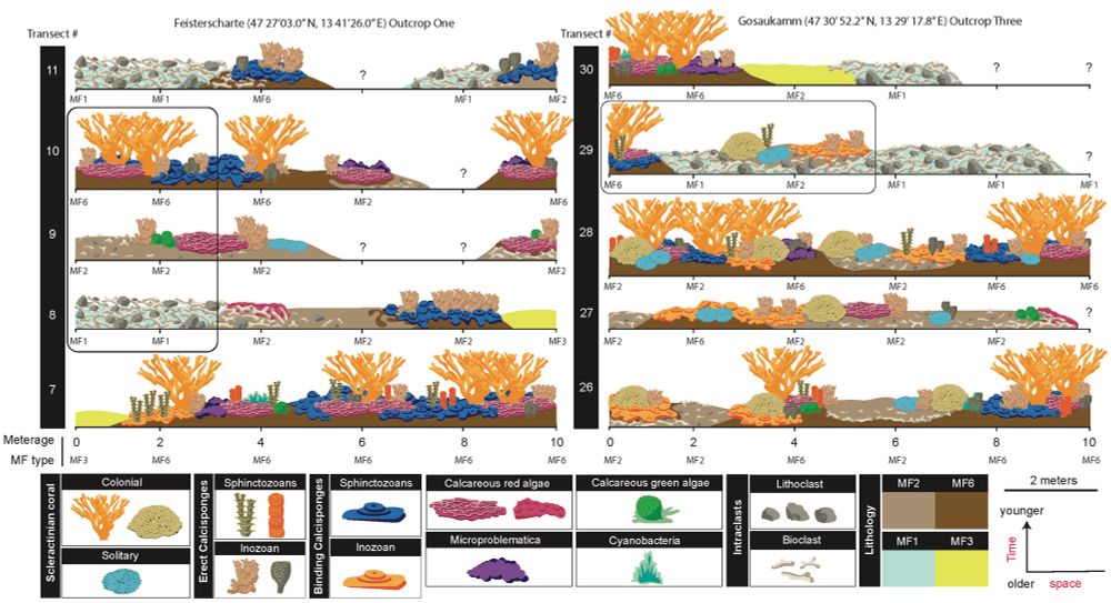 Reconstruction of the spatial and temporal arrangement of the microfacies and fossil communities found at two of the three outcrops. Image created in collaboration with Tanner Strachan. 