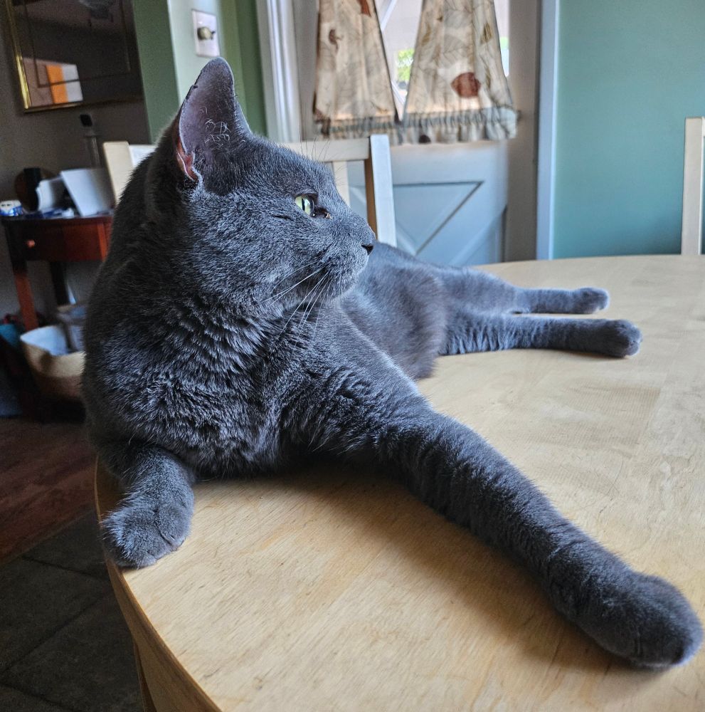 Gray cat posing on the kitchen table