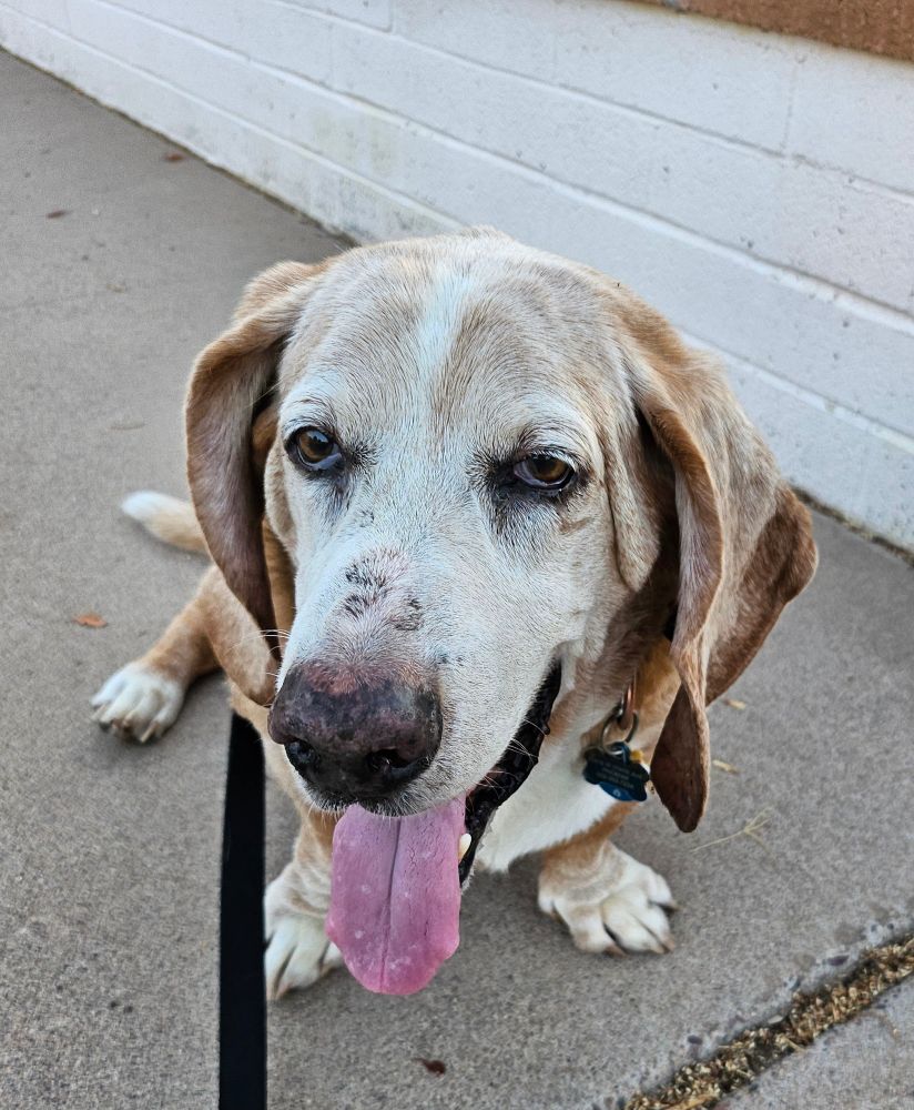 Hot hound dog 