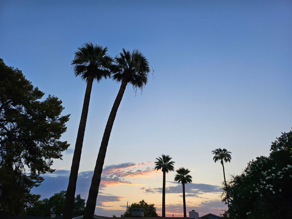 Sunrise in Central Phoenix with palm trees