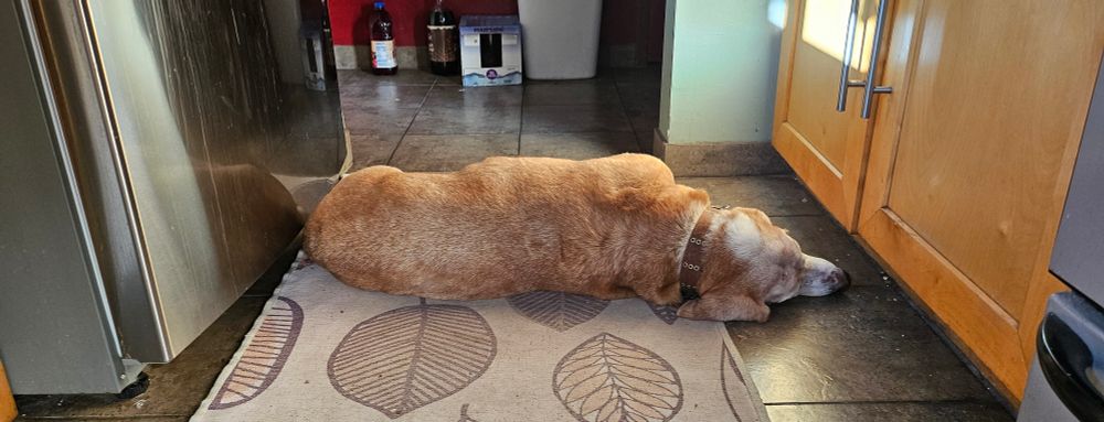 A basset hound laying in the middle of the floor in a galley kitchen