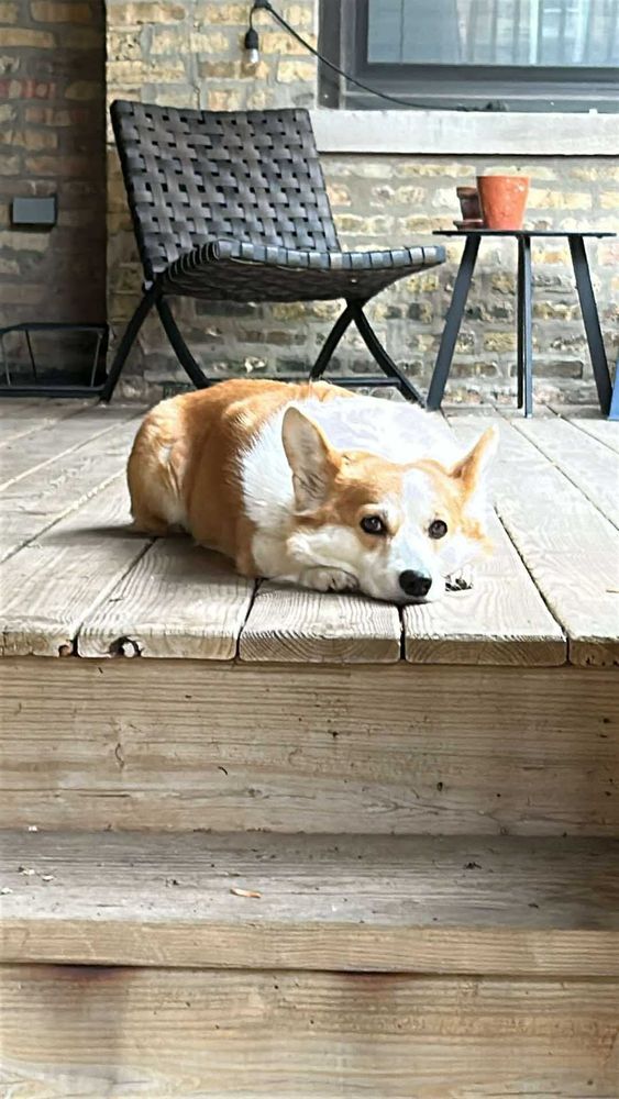 flat corgi on deck