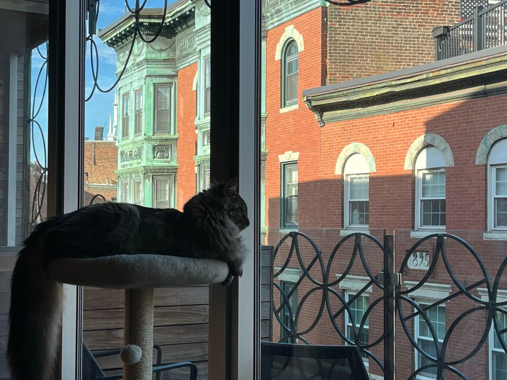 very large cat in a cat tree staring out the window at north end buildings