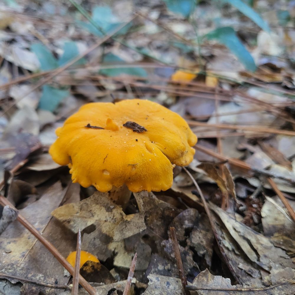 Orange/yellow mushroom pushes up out of the leaves 