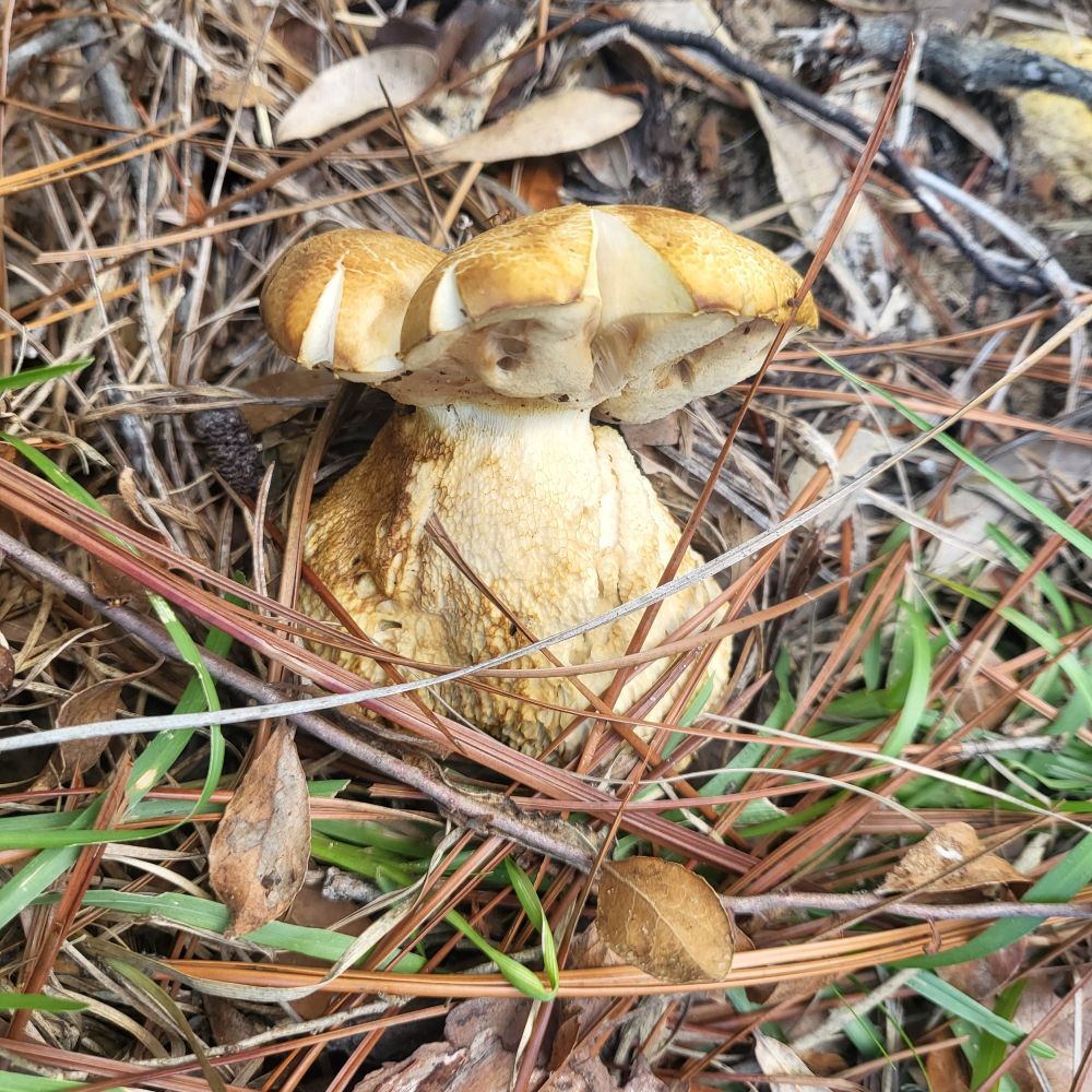 Large yellow mushroom grows out of the side of a hill, it has a large bulbous stem.