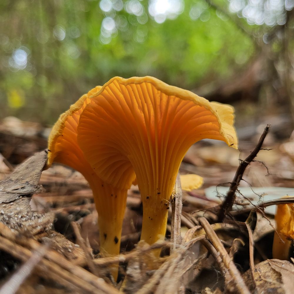 Golden yellow mushrooms grow up through the leaves and pine straw on the floor of the woods with an out of focus background of trees