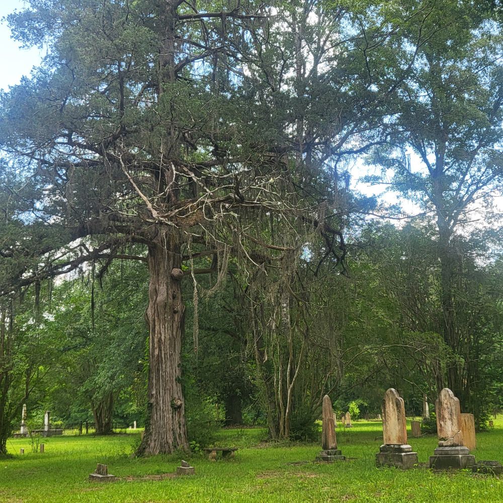 Graves lined up to the right of a large tree with Spanish moss