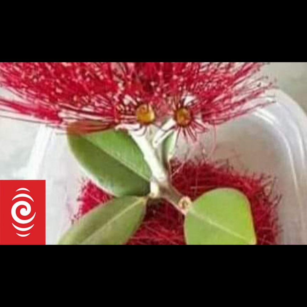 How to make pōhutukawa stamen cordial