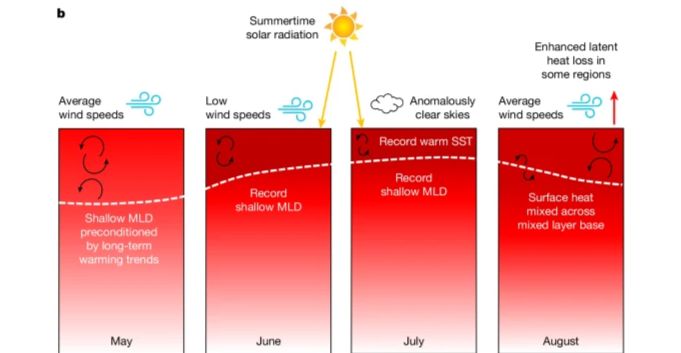 Figure 4b of England et al. (2025) showing how weaker winds and reduced cloud focused more of the sun's heat into a shallower upper ocean layer 