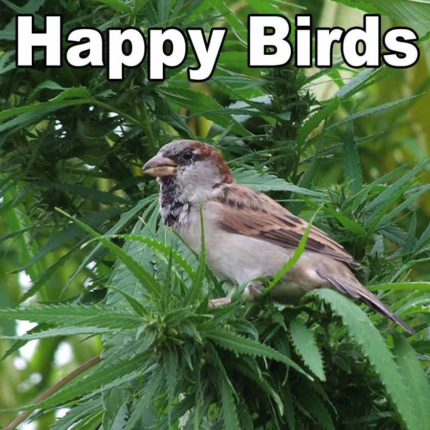 Ein Spatz sitzt inmitten einer Hanfpflanze. Überschrift: „Happy Birds“
