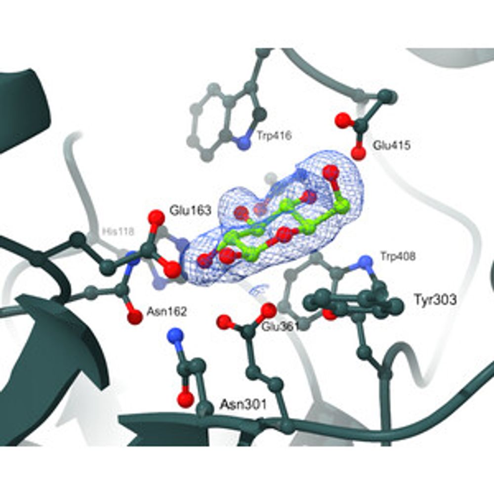 Structural studies of β-glucosidase from the thermophilic bacterium Caldicellulosiruptor saccharolyticus