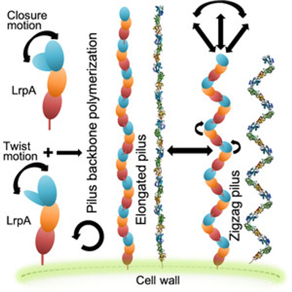 The crystal structure of the N-terminal domain of the backbone pilin LrpA reveals a new closure-and-twist motion for assembling dynamic pili in Ligilactobacillus ruminis