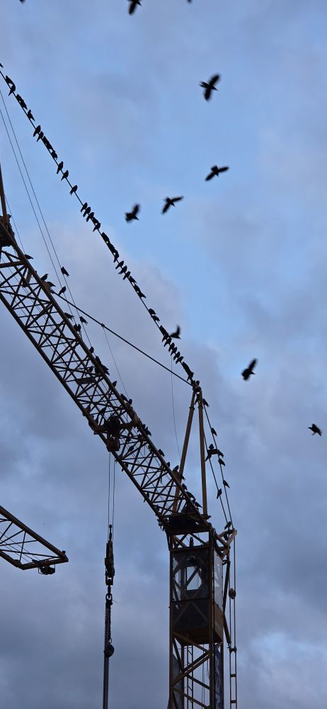 Ein großer Baukran bei Dämmerung oder Morgengrauen, auf dessen Ausleger zahlreiche Vögel sitzen. Einige Vögel sind auch im Flug gegen den bewölkten Himmel zu sehen. Die Szene wirkt ruhig und zeigt die friedliche Koexistenz von Natur und Technik.

