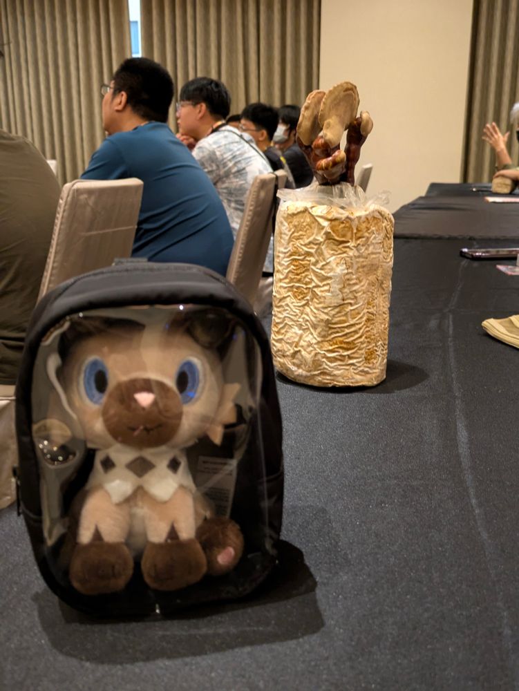 rockruff 旁邊有靈芝